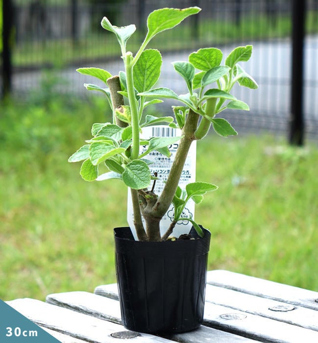 000000029492-02.jpg?size=l&w=