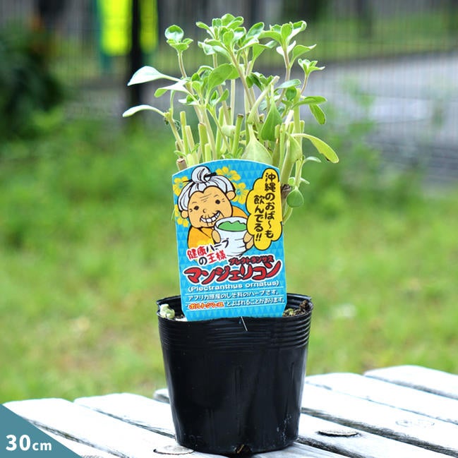 000000029493-01.jpg?size=m&w=