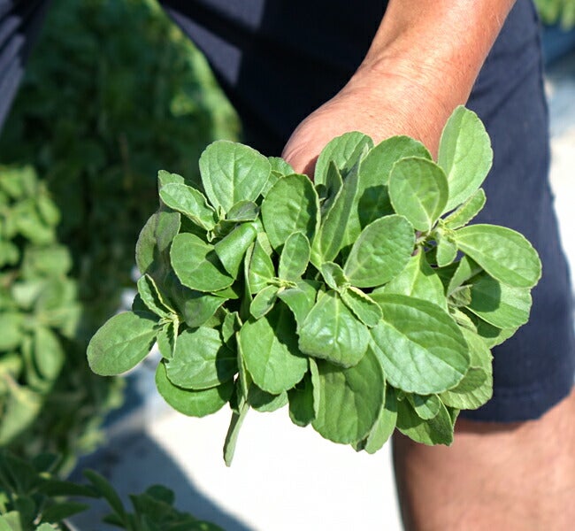 000000029493-03.jpg?size=l&w=