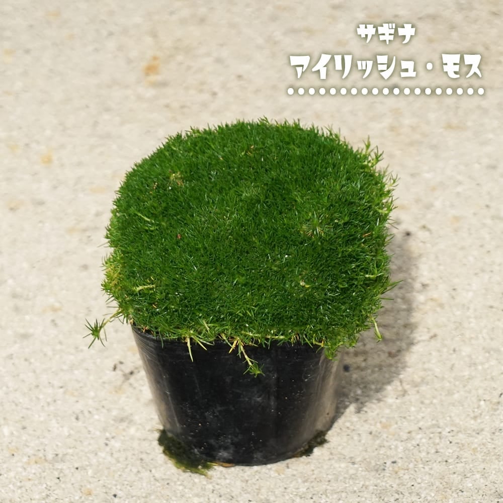 サギナ アイリッシュモス 緑葉種