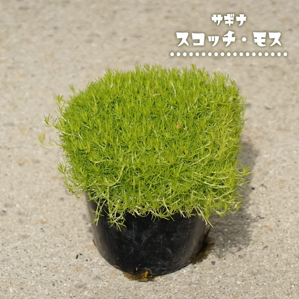 サギナ スコッチモス 黄緑葉種 