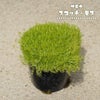 サギナ スコッチモス 黄緑葉種 