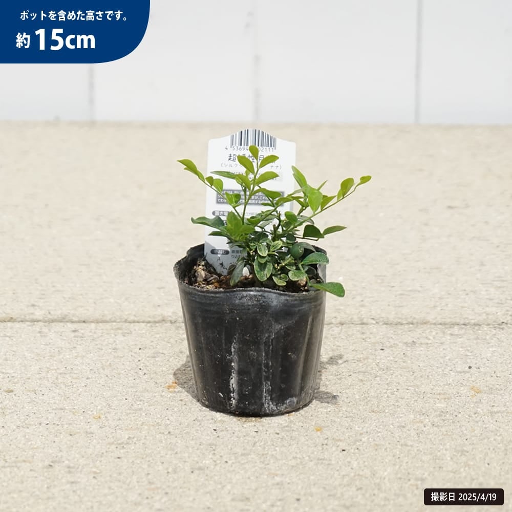 ゲッキツ ナナ 苗 販売 苗木部 By 花ひろばオンライン