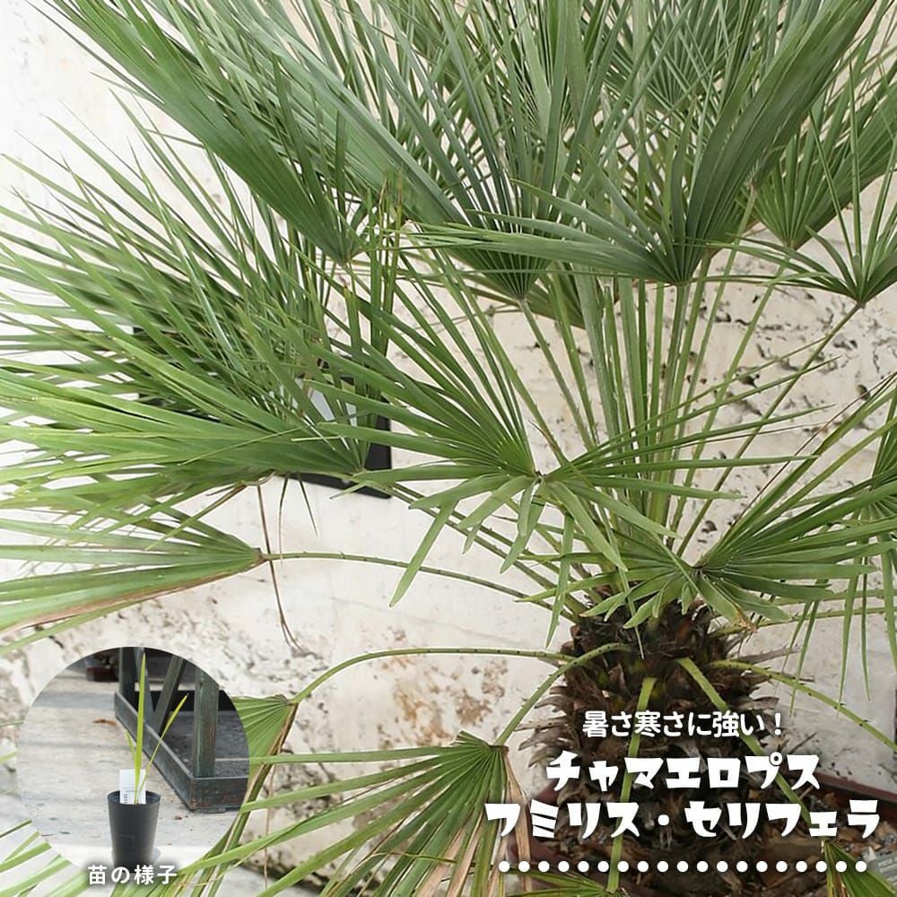 000000129478-01.jpg?size=l&w=