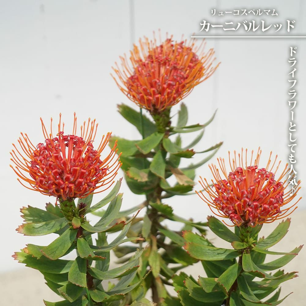 プロテア キングプロテア 苗 通販 苗木部 By 花ひろばオンライン