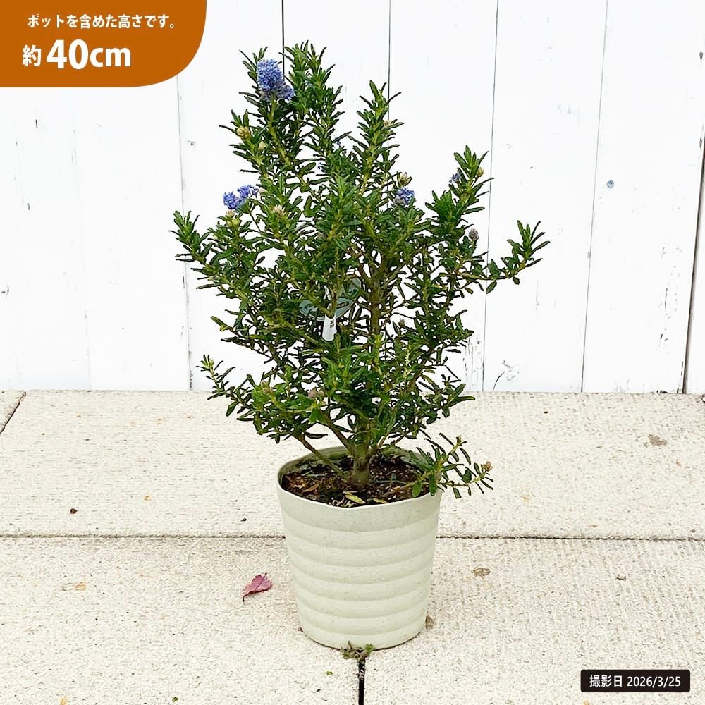 セアノサス カリフォルニアライラック 苗 販売 苗木部 By 花ひろば