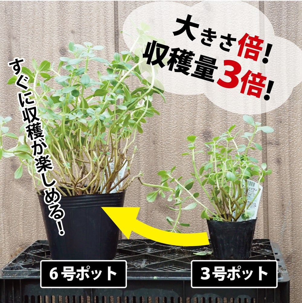 000000029525-02.jpg?size=l&w=