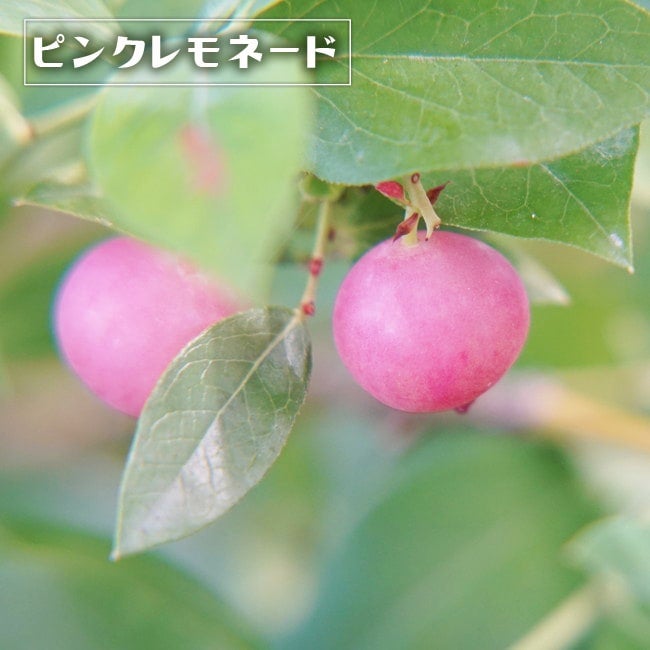 ブルーベリー ハイブリッド系 ピンクレモネード 苗 通販 苗木部 By 花