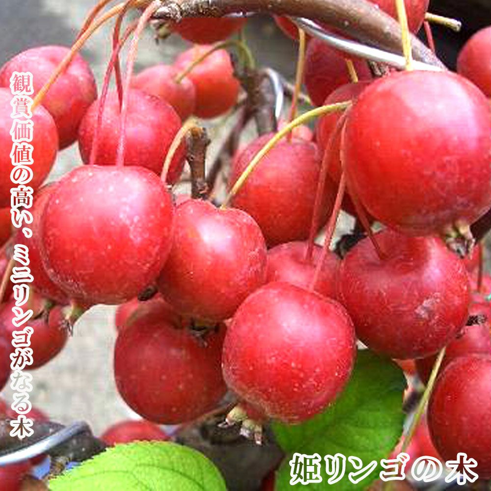 リンゴ クラブアップル ヒメリンゴ 苗 通販 苗木部 By 花ひろばオンライン