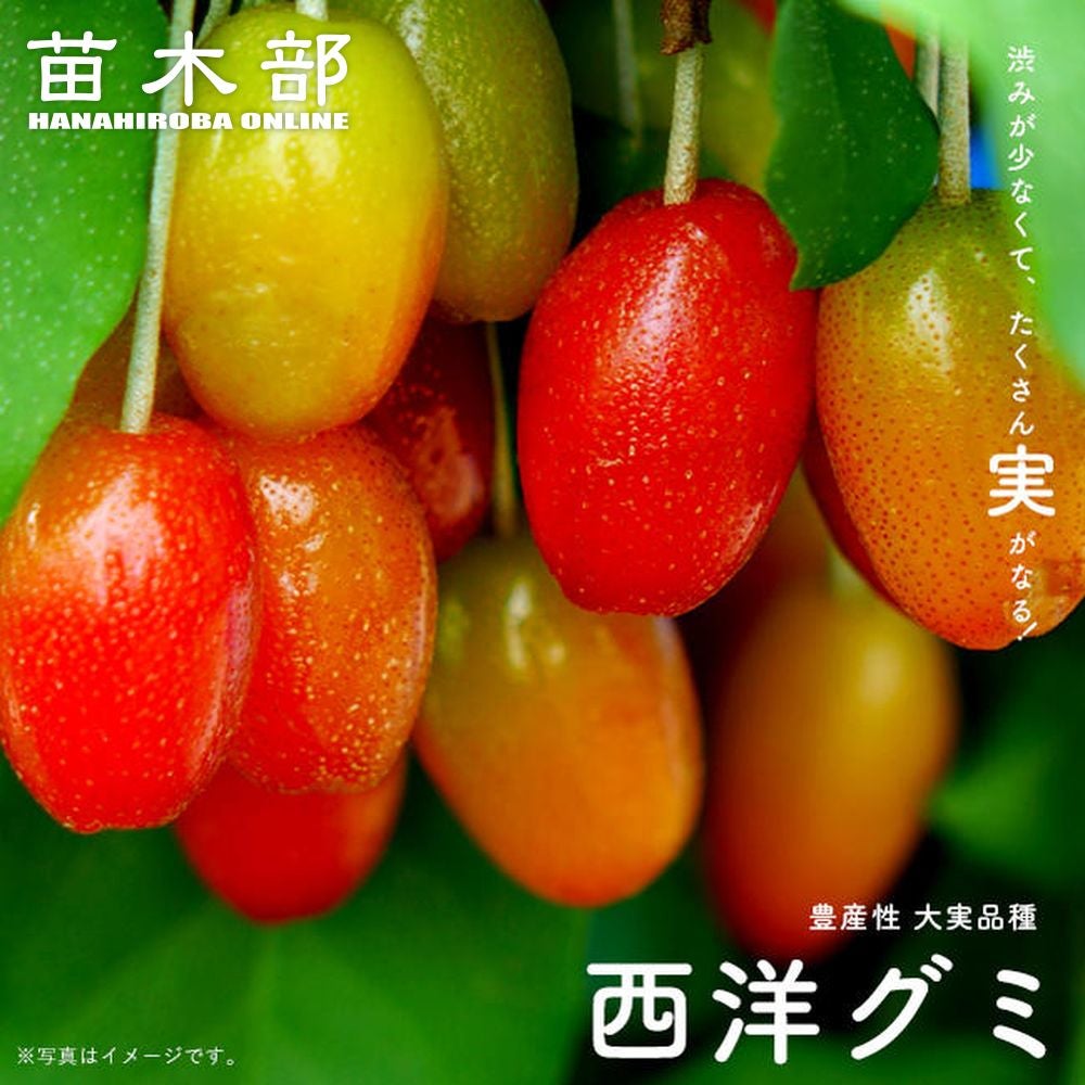 ミ*ー様 西洋グミ Elaeagnus spp.１株 グミ 西洋グミ 苗 販売 苗木部 By 花ひろばオンライン