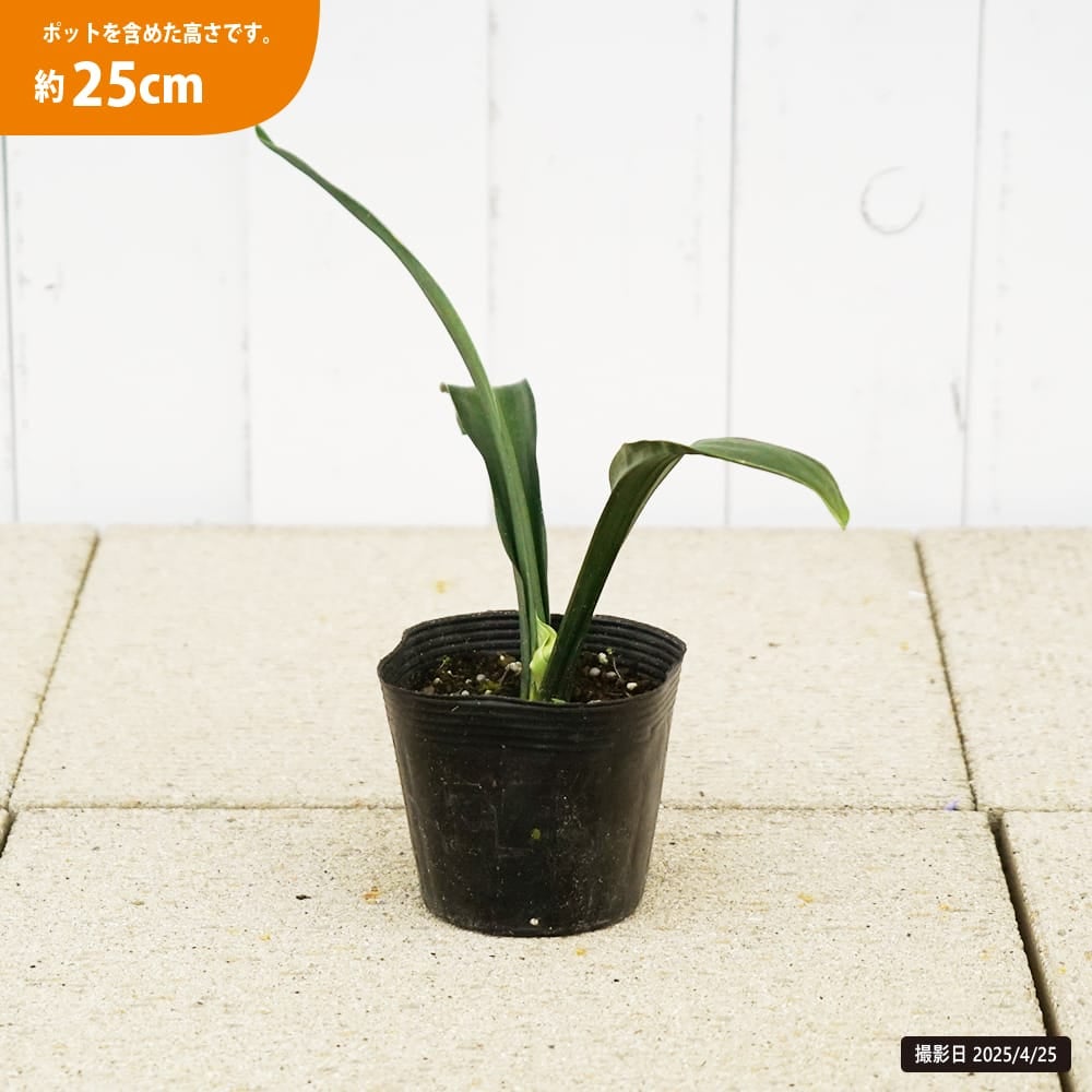 000000129681-02.jpg?size=l&w=