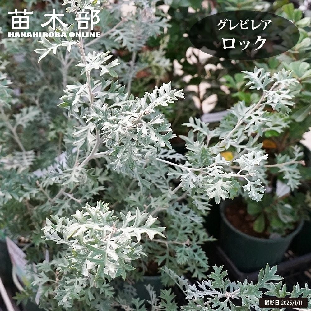 000000129683-01.jpg?size=l&w=