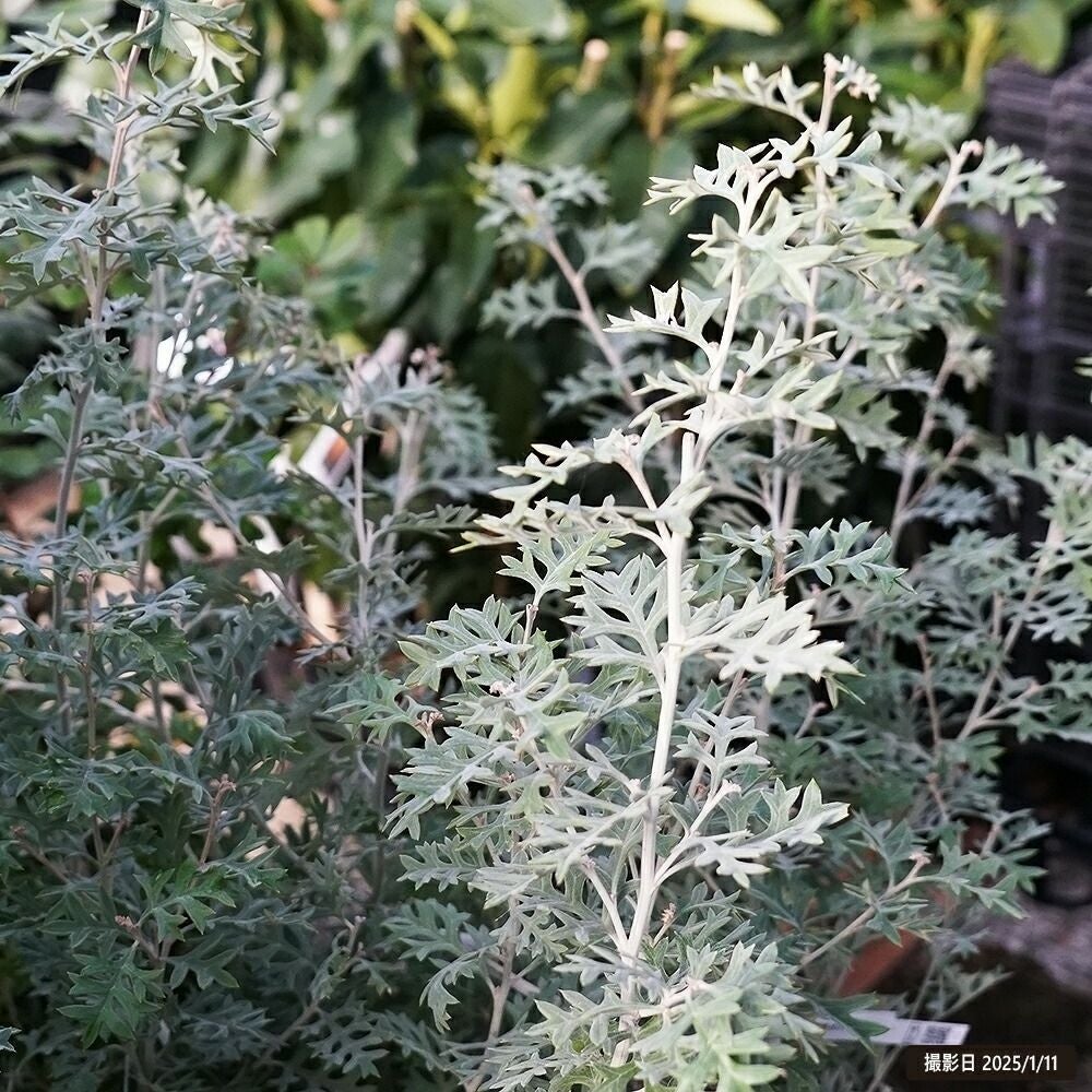 000000129683-02.jpg?size=l&w=