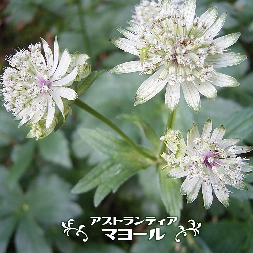 アストランティア | 苗木部 本店 By 花ひろばオンライン