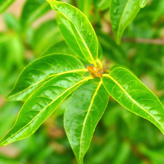 000000029750-02.jpg?size=l&w=