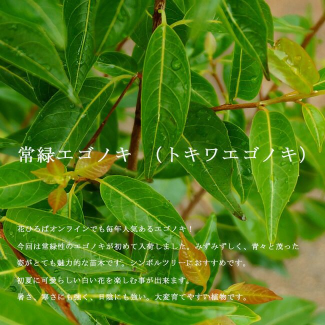 000000029750-03.jpg?size=l&w=