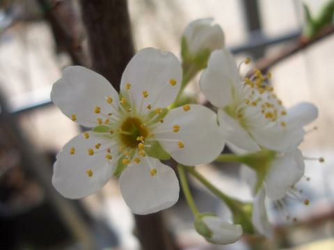 プラム・スモモ ソルダム 苗 通販 苗木部 By 花ひろばオンライン