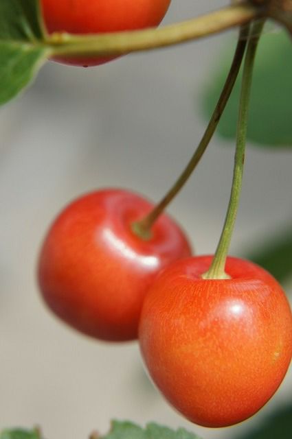 000000029849-01.jpg?size=xs&w=