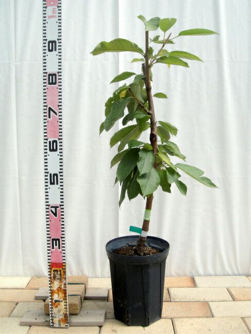 000000029849-02.jpg?size=l&w=