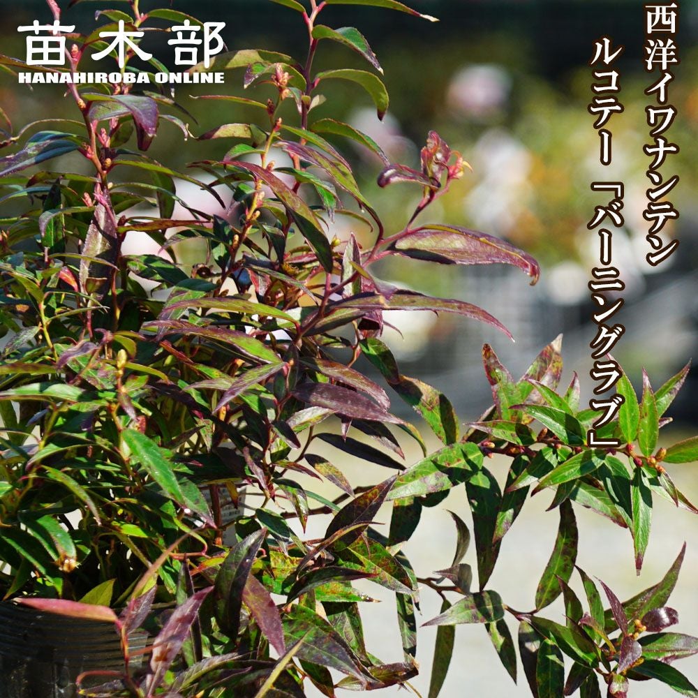 000000029887-01.jpg?size=l&w=