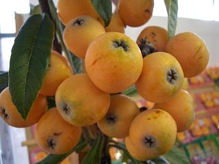 ビワ 茂木 苗 通販 苗木部 By 花ひろばオンライン