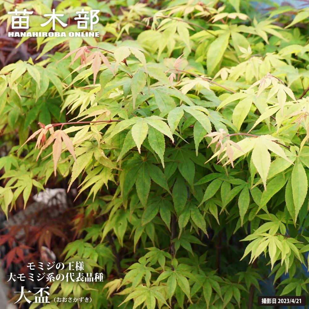 カエデ・もみじ ヤマモミジ 苗 販売 苗木部 By 花ひろばオンライン