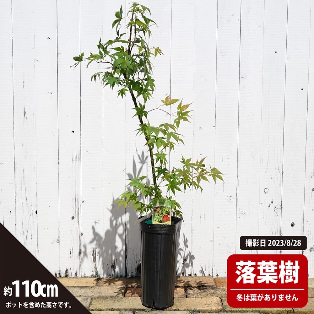 000000030008-04.jpg?size=l&w=