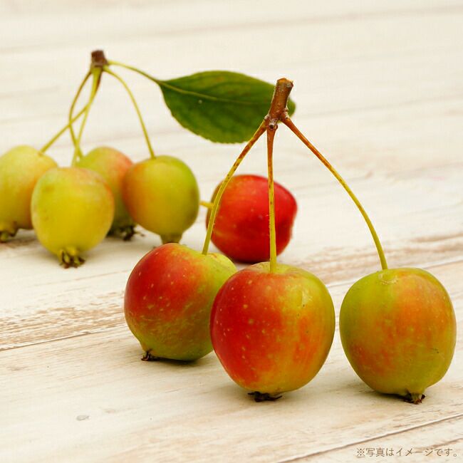 リンゴ スイートメイデン 苗 販売 苗木部 By 花ひろばオンライン