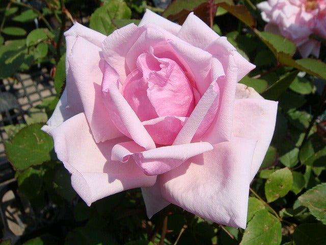 000000030456-02.jpg?size=l&w=