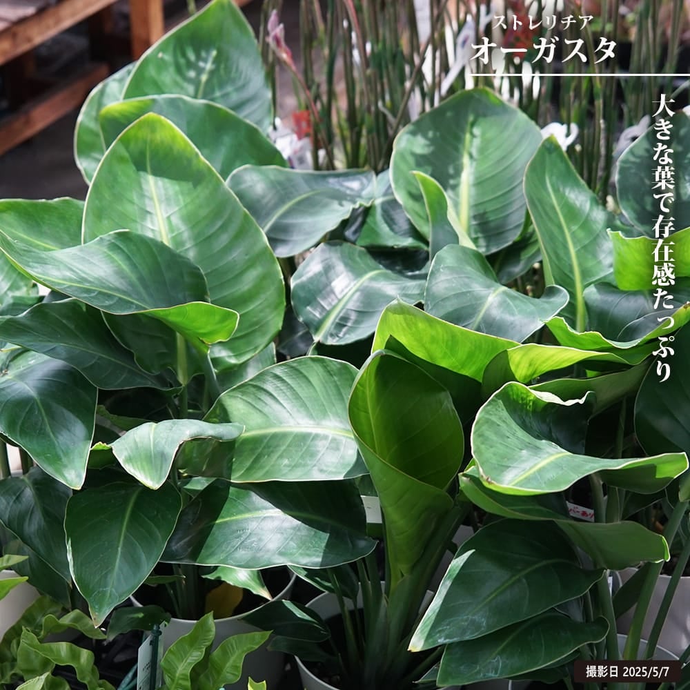 000000130417-01.jpg?size=l&w=