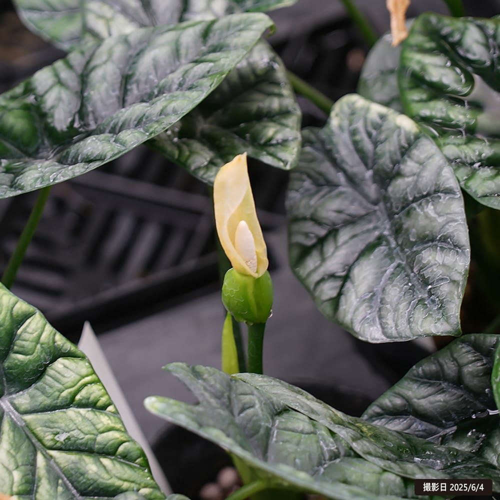 アロカシア シヌアータ 苗 販売 苗木部 By 花ひろばオンライン