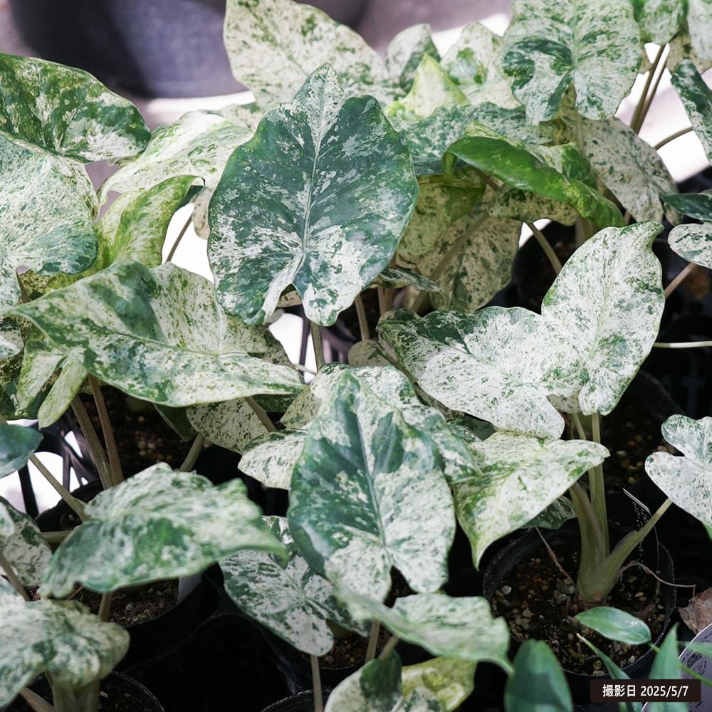 000000130419-02.jpg?size=l&w=