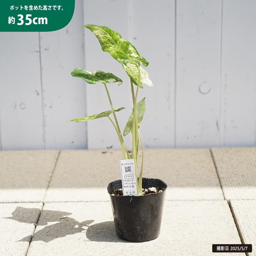 アロカシア プラチナム　アルボ　斑入り　TC苗　順化中　小苗 Alocasia 'Platinum'(アロカシア：プラチナム)9㎝ロングポット苗[観葉植物]