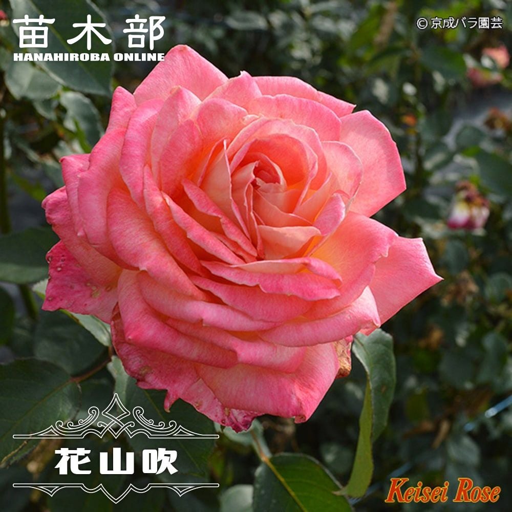 バラ 花山吹 苗 販売 苗木部 By 花ひろばオンライン