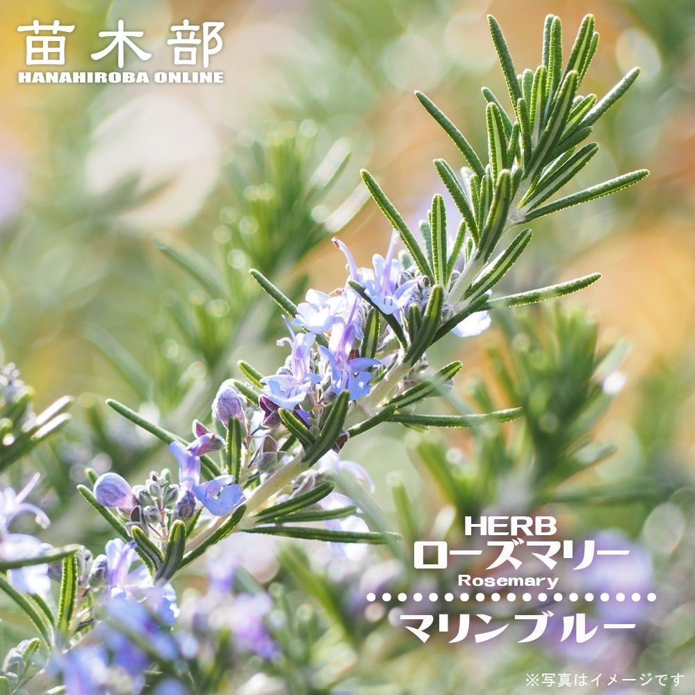 000000130501-01.jpg?size=m&w=