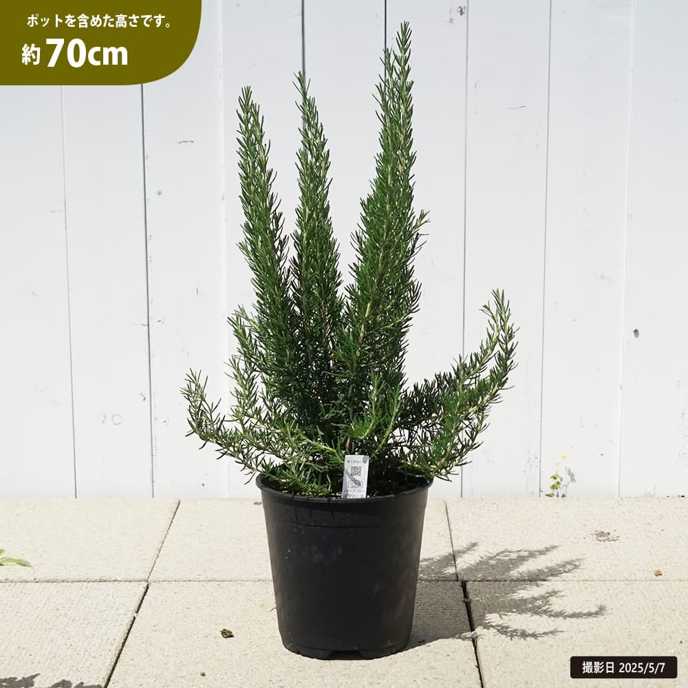 000000130501-03.jpg?size=l&w=