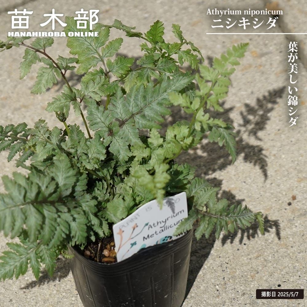 ご確認用　ニシキシダ苗 000000130563-01.jpg?size=l&w=