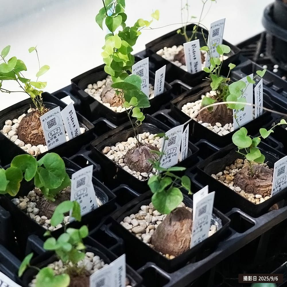 ディオスコレア 亀甲竜 苗 販売 苗木部 By 花ひろばオンライン