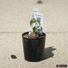 亀甲竜 2.5号ポット苗