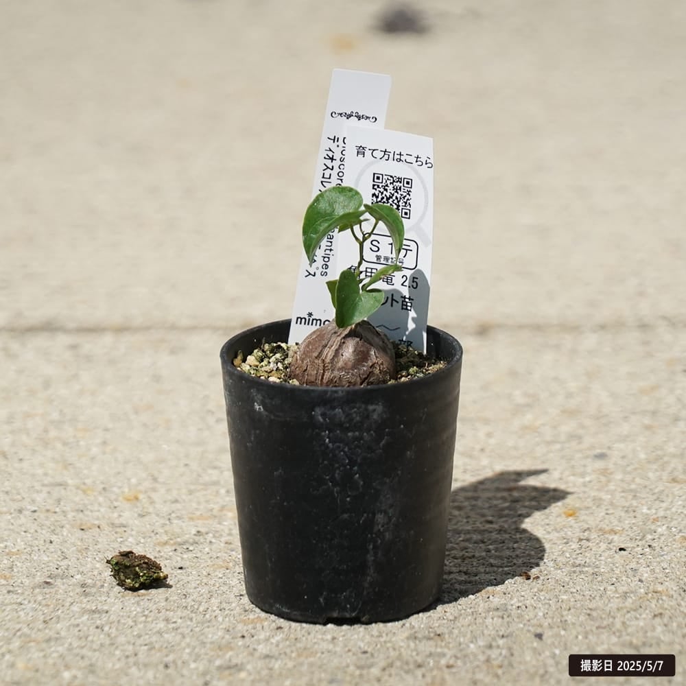 亀甲竜 2.5号ポット苗