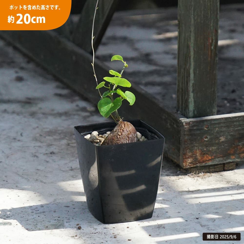 ディオスコレア 亀甲竜 苗 販売 苗木部 By 花ひろばオンライン