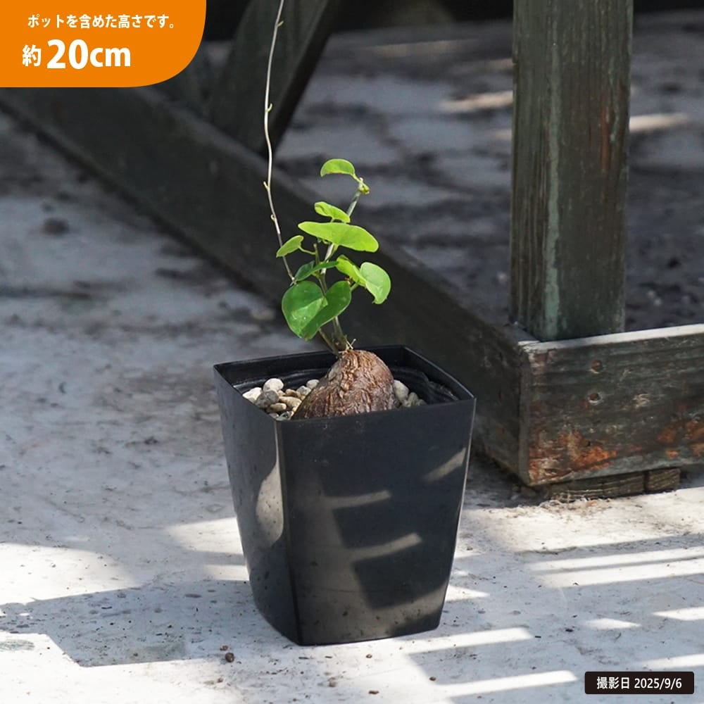 亀甲竜 4号鉢植え