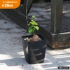 亀甲竜 4号鉢植え