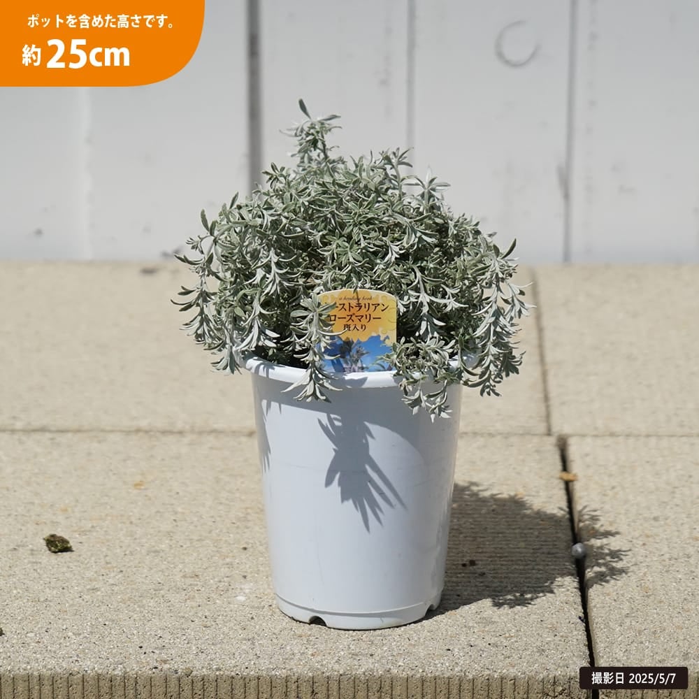 ウエストリンギア 斑入り 苗 販売 苗木部 By 花ひろばオンライン