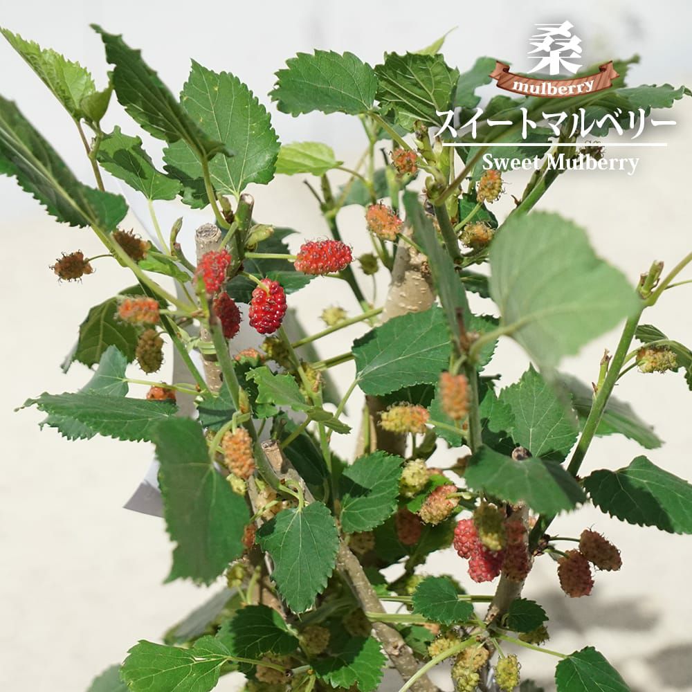 000000130566-01.jpg?size=l&w=