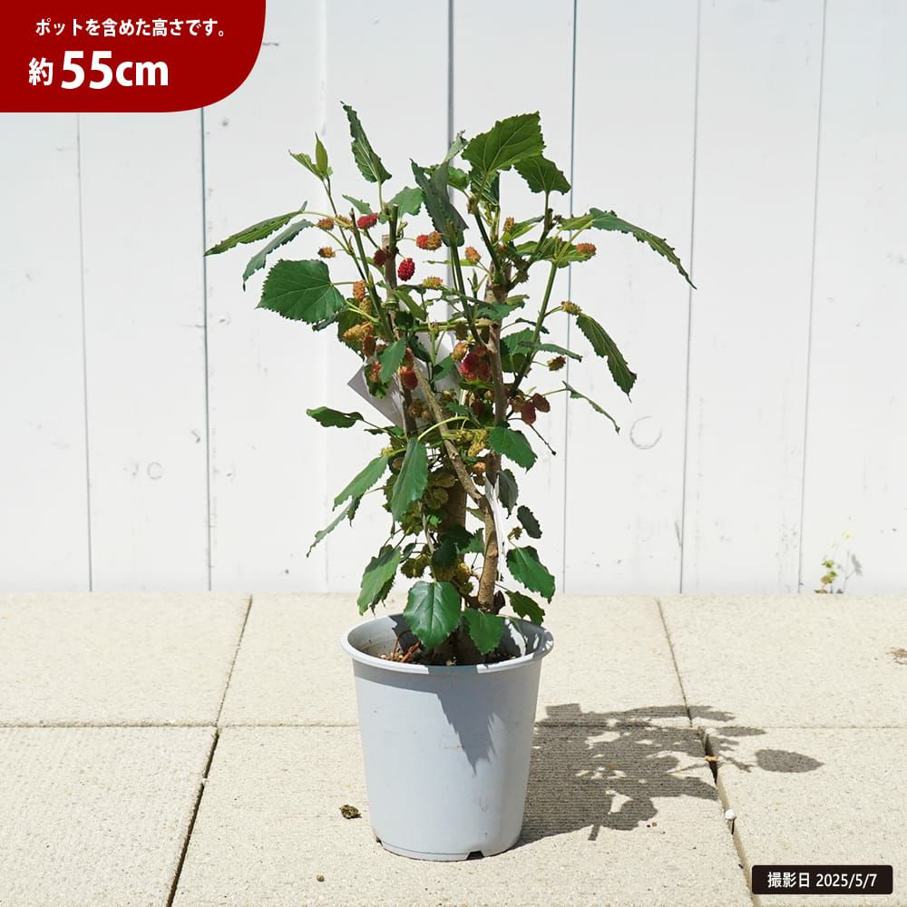 000000130566-02.jpg?size=l&w=