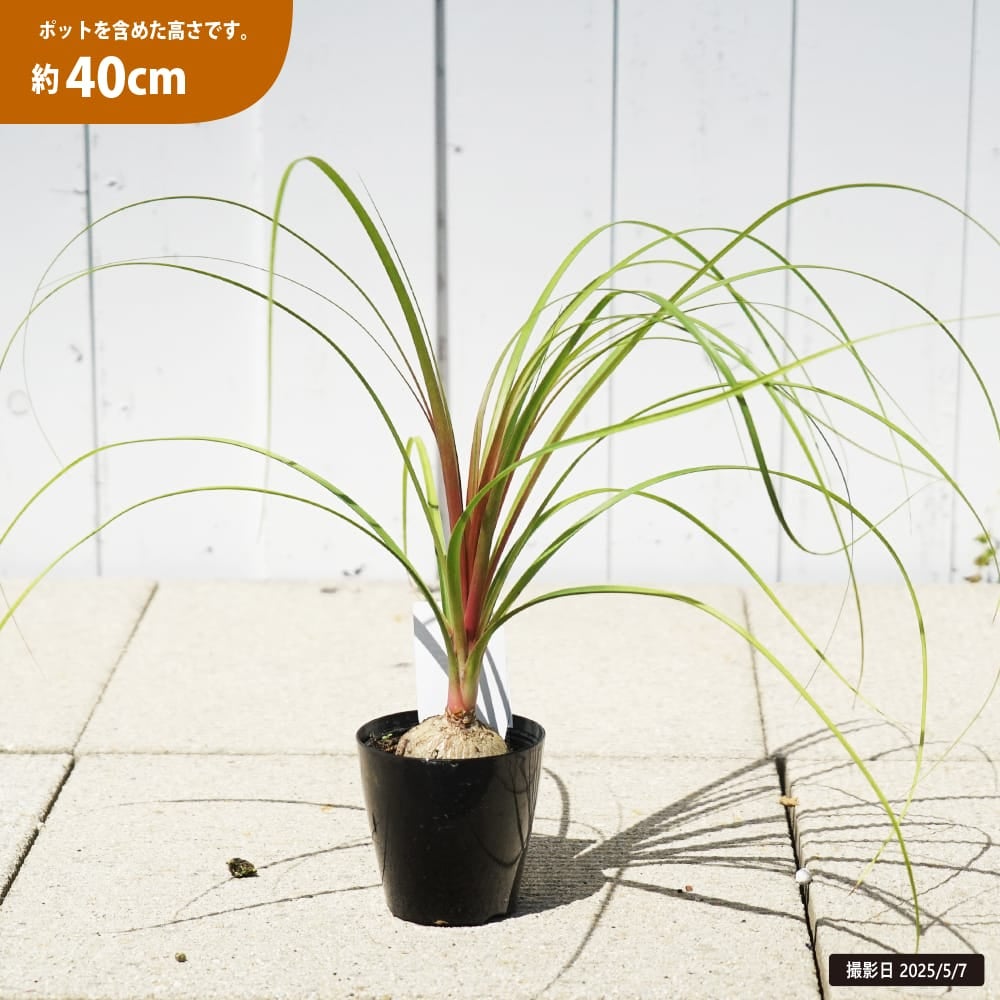 トックリラン 苗 販売 苗木部 By 花ひろばオンライン