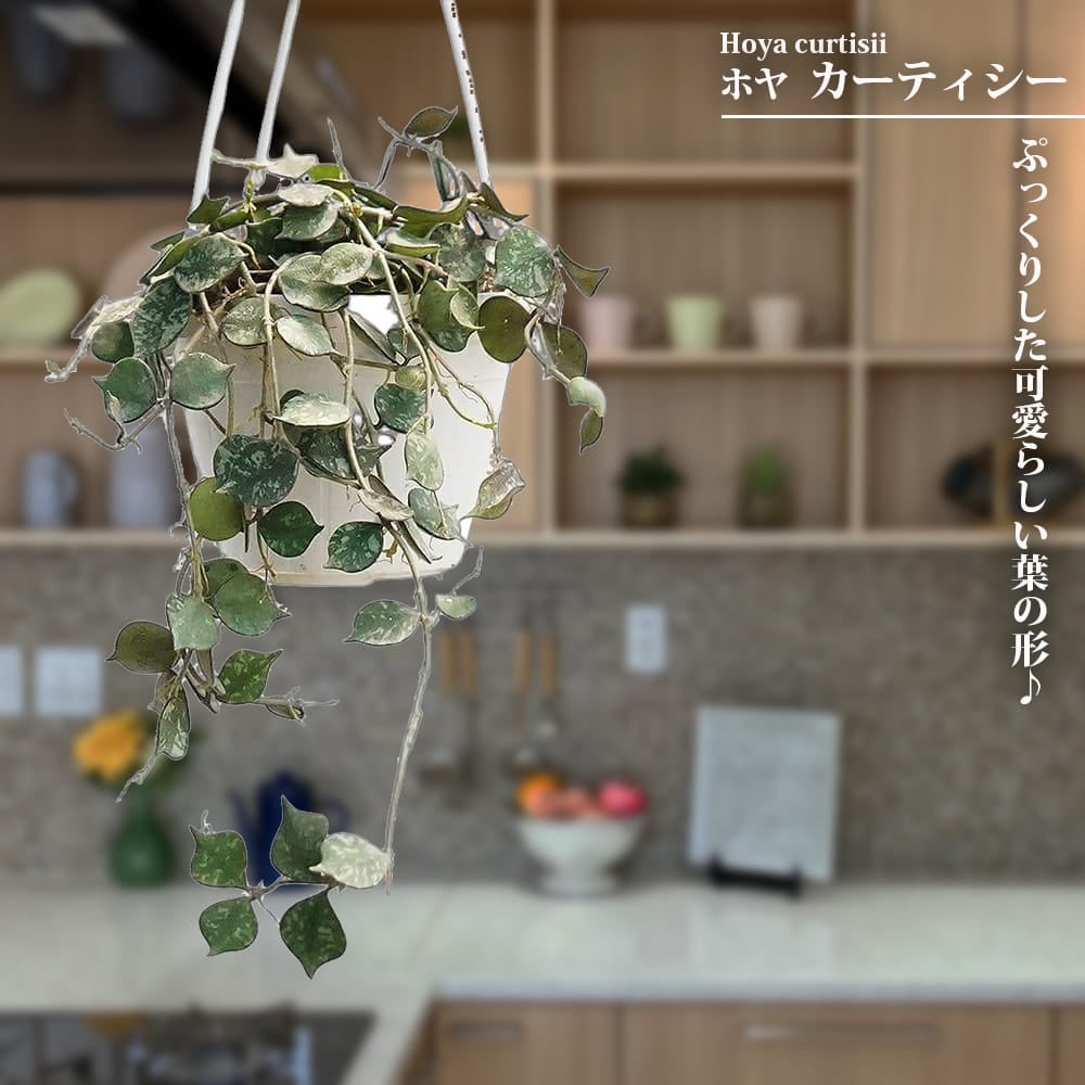 ホヤ カーティシー 苗 販売 苗木部 By 花ひろばオンライン