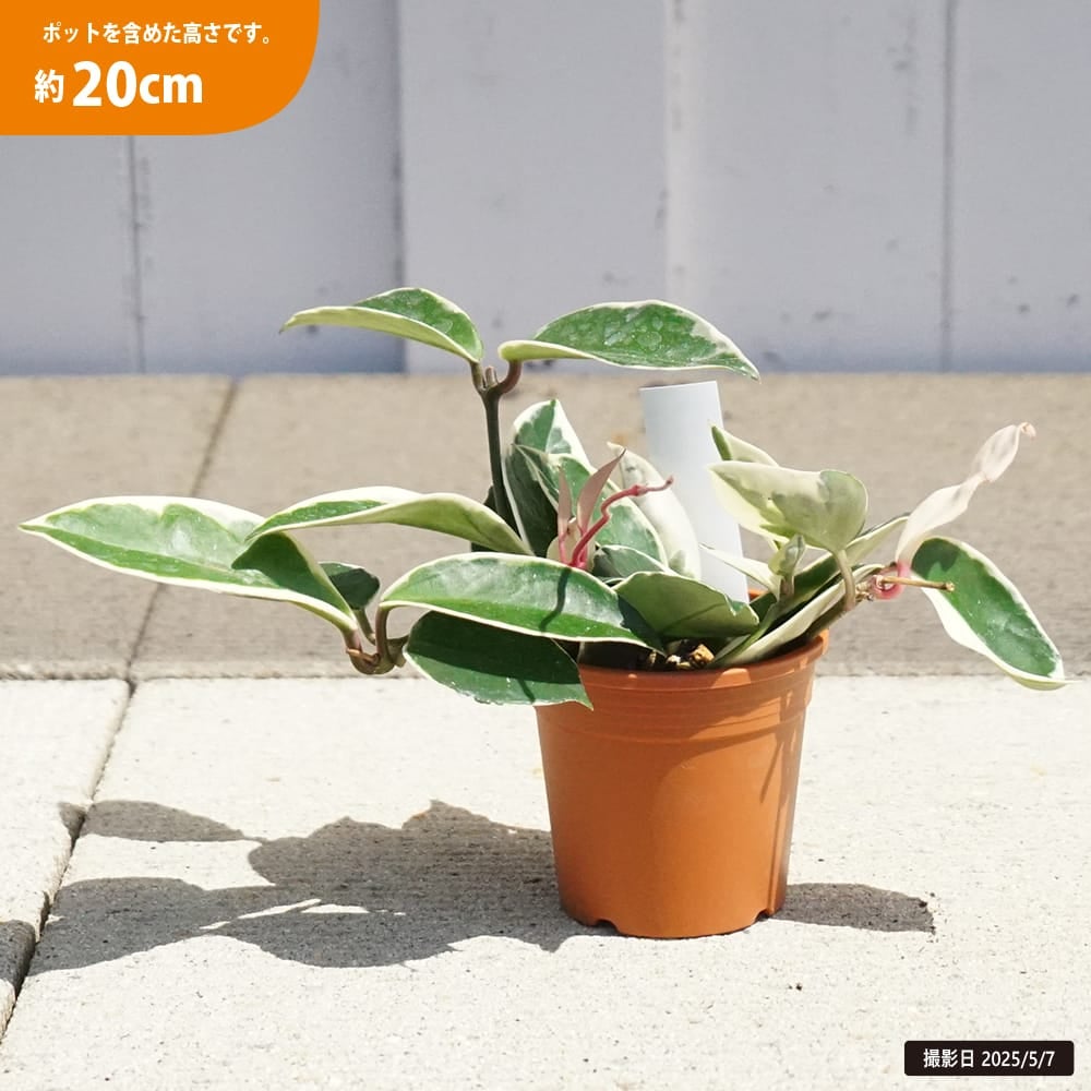 ホヤ カルノーサ 苗 販売 苗木部 By 花ひろばオンライン