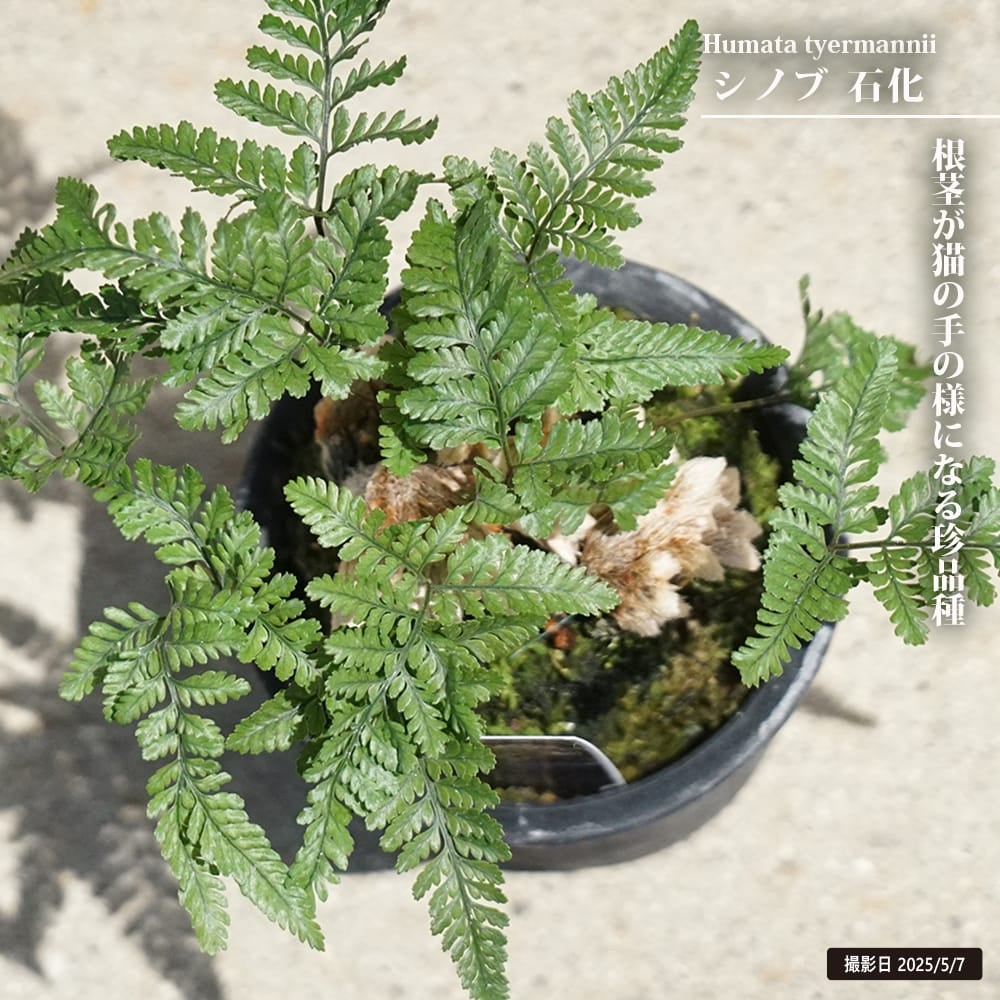 000000130574-01.jpg?size=l&w=